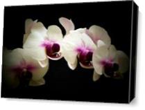 White ANd Lavendar Orchids As Canvas