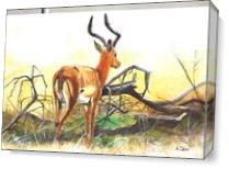 Antelope As Canvas