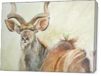 Kudu - Gallery Wrap