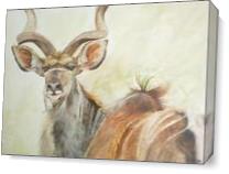 Kudu - Gallery Wrap Plus