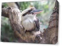Kookaburra Sits In The Old Gum Treet As Canvas