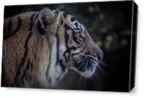 Tiger As Canvas