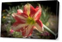 A Flower For You - Gallery Wrap Plus