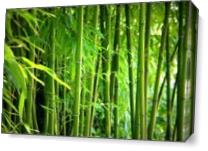 Bamboo As Canvas