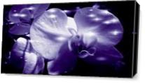 Orchid In Pure Color As Canvas