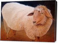 Shaggy Sheep - Gallery Wrap