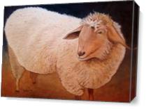 Shaggy Sheep As Canvas