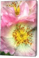 Fine Art Photograph Of Some Pink Wild Rose Flowers - Gallery Wrap