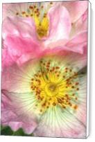Fine Art Photograph Of Some Pink Wild Rose Flowers - Standard Wrap