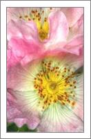 Fine Art Photograph Of Some Pink Wild Rose Flowers - No-Wrap