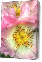 Fine Art Photograph Of Some Pink Wild Rose Flowers - Gallery Wrap Plus