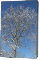 Shimmering Tree - Gallery Wrap