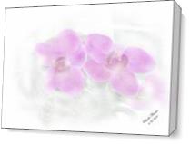 Orchid - Gallery Wrap Plus