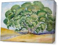 California Oak As Canvas