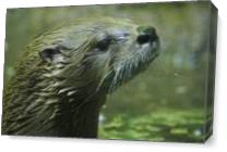 Otter As Canvas