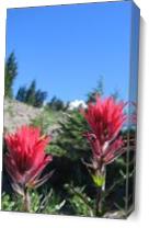 Indian Paintbrush As Canvas