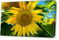 Sunflower As Canvas