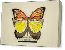 Butterfly Hebomoia Leucippe As Canvas