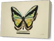 Butterfly Ornithoptera Goliath Procus As Canvas