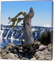 Crater Lake_ Little Bird On Dry 3 - Gallery Wrap
