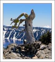 Crater Lake_ Little Bird On Dry 3 - No-Wrap