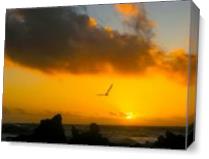 Flying In Sunset - Gallery Wrap Plus