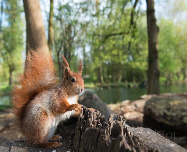Squirrel By The Lake