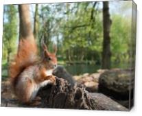 Squirrel By The Lake - Gallery Wrap