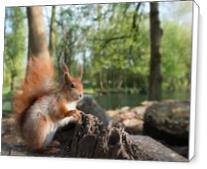 Squirrel By The Lake - Standard Wrap