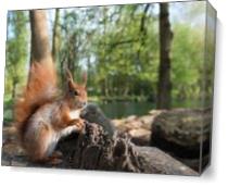 Squirrel By The Lake As Canvas