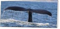 Whale Tail - Standard Wrap