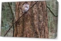 Squirrel In Tree As Canvas