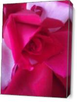 Pink Rose As Canvas