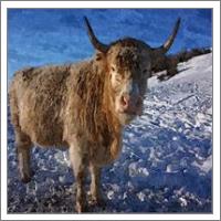 Graceful Goat On Snowy Snow - Winter Season Animal Stepping On Ice Cold White Snow Oil Painting - No-Wrap
