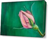Rose Bud As Canvas