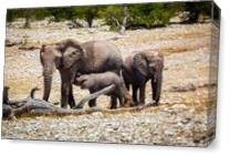 Elephant Family In Africa As Canvas