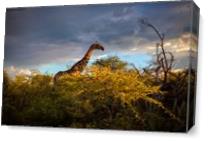 Giraffe At Sunset I As Canvas