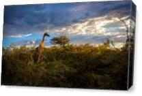 Giraffe At Sunset II As Canvas
