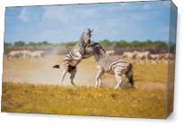 Zebras Playing As Canvas