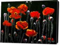 The Red Poppy - Gallery Wrap
