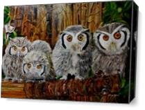 Family Of Owl As Canvas