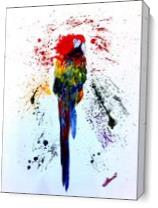 Colourful Parrot As Canvas