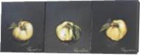 QUINCE ( Triptych ) - Gallery Wrap