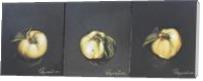 QUINCE ( Triptych ) - Standard Wrap