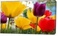Tulips - Gallery Wrap