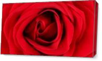 Roses For Life 2 - Gallery Wrap Plus