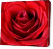 Roses For Life 1 - Gallery Wrap