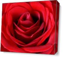 Roses For Life 1 - Gallery Wrap Plus