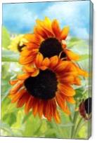 Sunflowers - Gallery Wrap