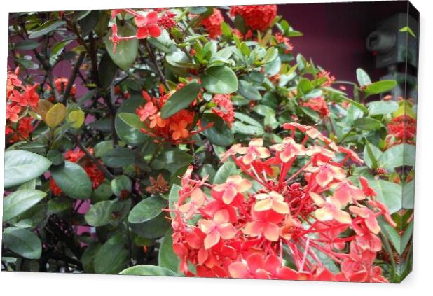 St Kitts,Red,Flowers,